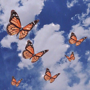 Meet your Posher, Ava